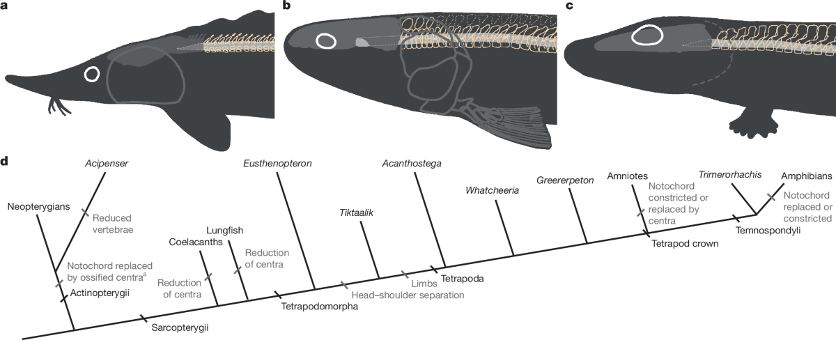 Fig. 1 of the paper: Evolution of the axial column during the origin of tetrapods.