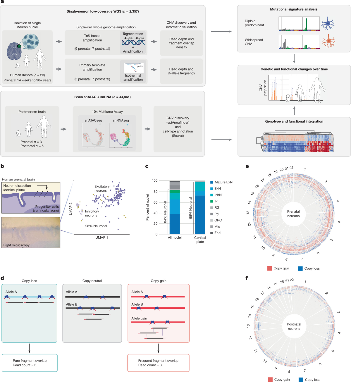 Fig. 1 of the paper: A subpopulation of human postmitotic neurons harbours aberrant copy number patterns.
